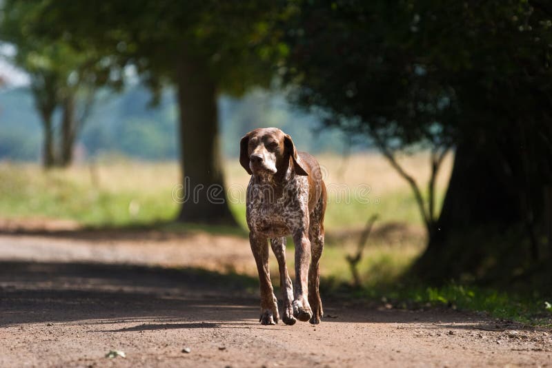 Dog without name