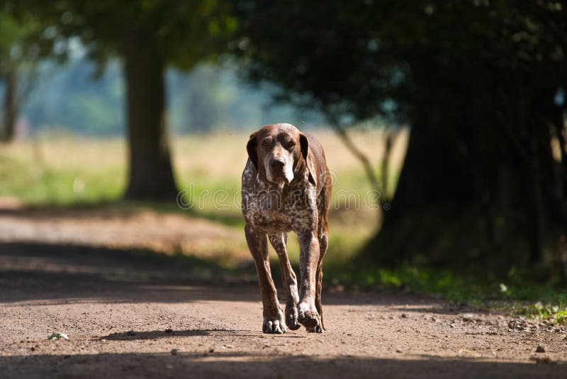 Dog without name