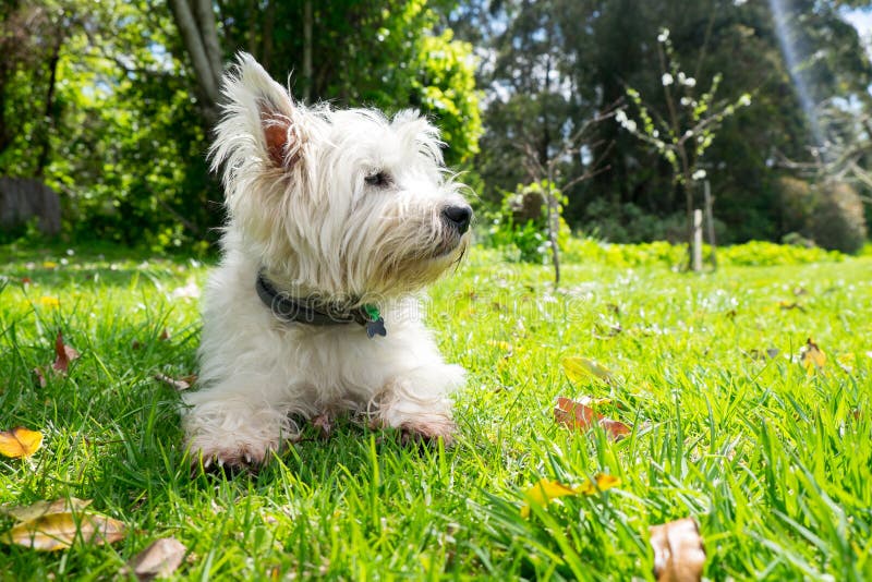 Dog in nature: west highland terrier westie on grass with leaves royalty free stock image Dog in nature: west highland terrier westie on grass with leaves royalty free stock image