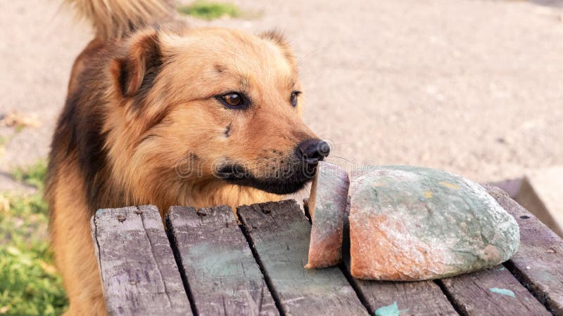 what happens if dog eats moldy bread