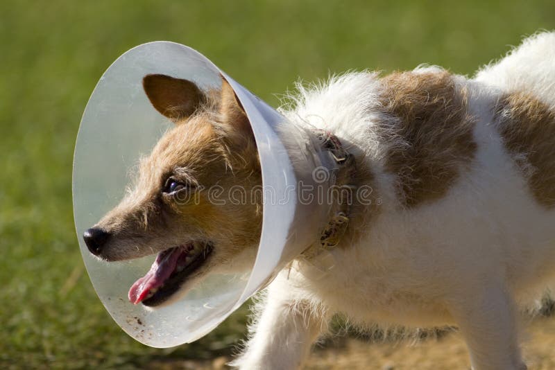 Dog in Neck Cone Collar stock image. Image of restricted 21998651