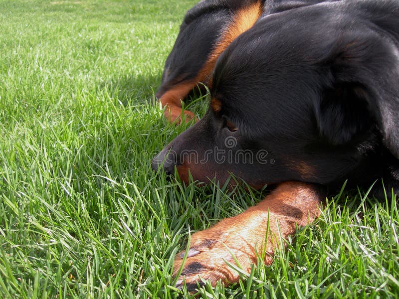 Dog Nestled in Grass. Rottweiler dog laying and resting in grass with an aloof expression. Nestled in the lawn. Don't bother me. Go away. Leave me alone. Tired royalty free stock photo Dog Nestled in Grass. Rottweiler dog laying and resting in grass with an aloof expression. Nestled in the lawn. Don't bother me. Go away. Leave me alone. Tired royalty free stock photo