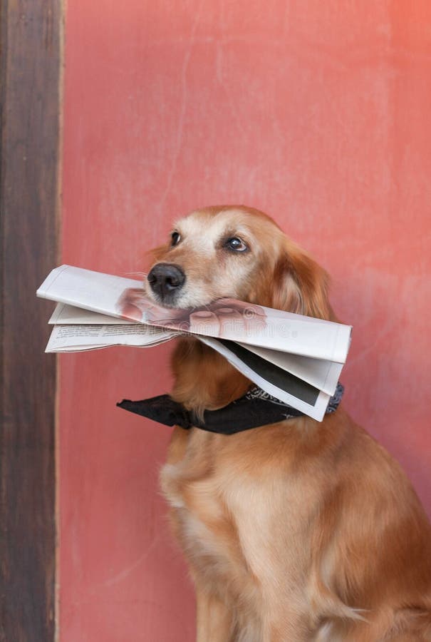 Dog bringing newspaper stock image. Image of newspaper 7953861