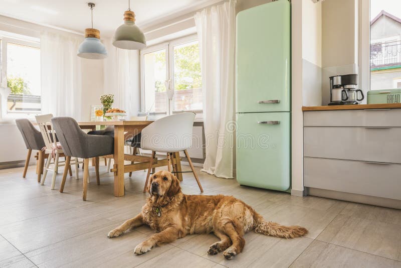 Dog next to dining table and chairs under lamps in house interio