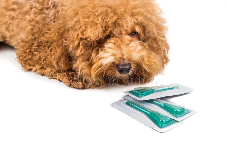 Dog Next To Medicine for Ticks, Fleas and Lice Control Stock Image