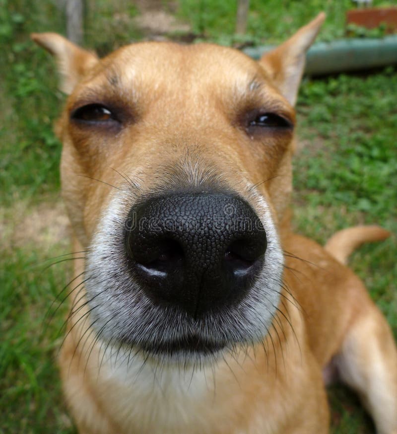 How Strong Is A Dogs Nose