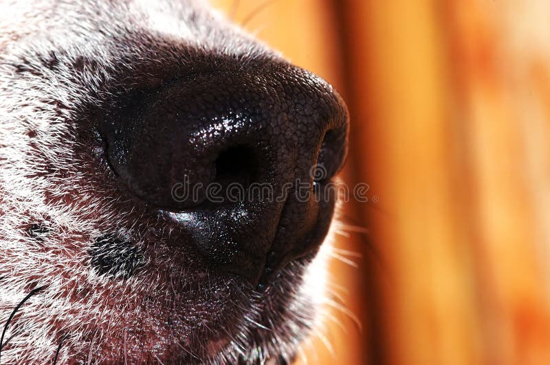 What Makes A Dogs Nose Cold And Wet