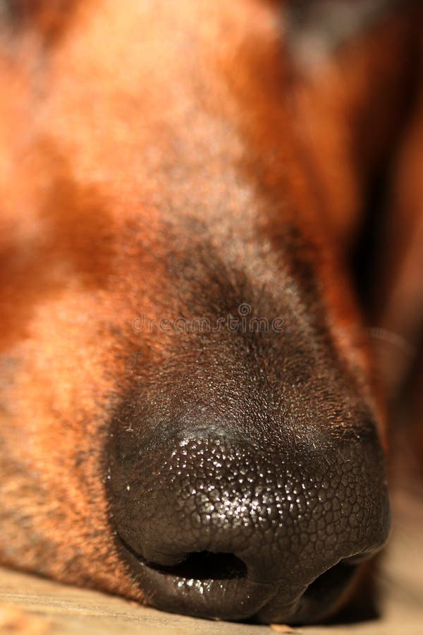 Dog nose stock image. Image of close, healthy, texture 7364663