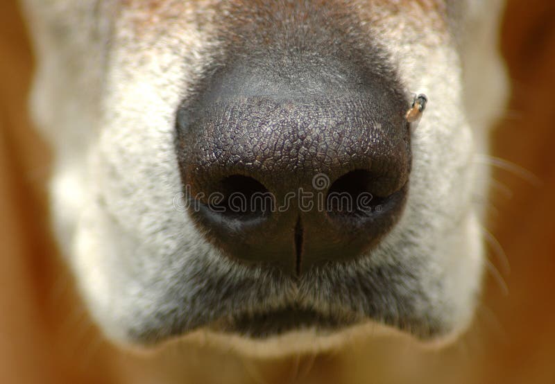Dog nose closeup stock photo Dog nose closeup stock photo