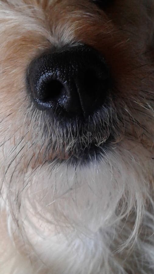 Dog nose stock photo. Image of sniff, shelter, kennel 132165778