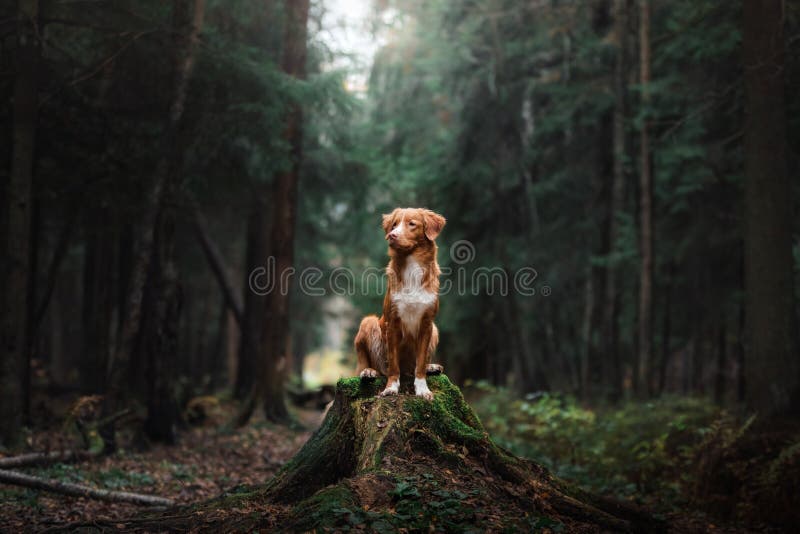 Dog Nova Scotia Duck Tolling Retriever