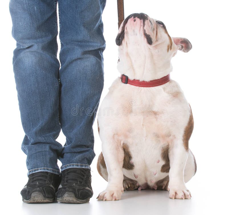 Dog obedience training royalty free stock photos Dog obedience training royalty free stock photos