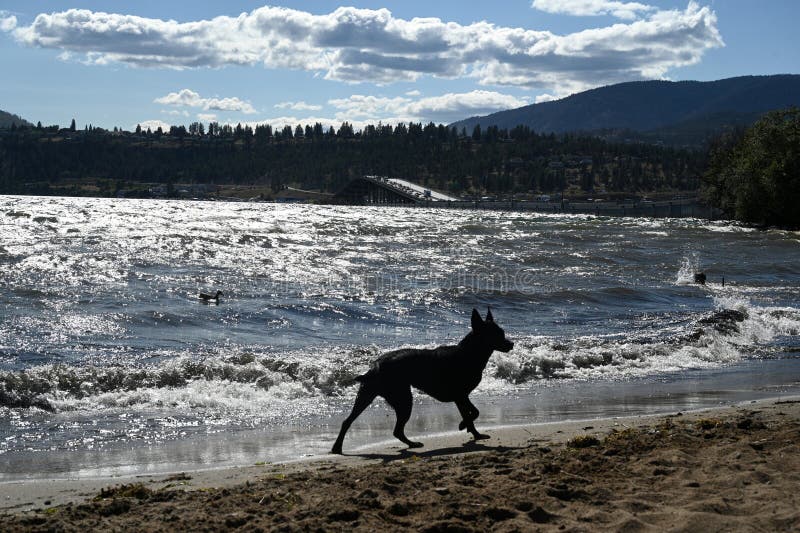 Dog Offleash Beach. Dog the Lake Beach Stock Image Image of park, boat 291379021