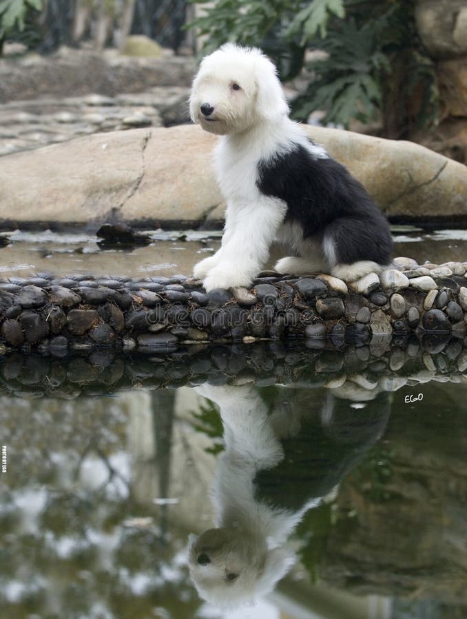 Old English Sheepdog Isolated On White Background Banco de Imagens Royalty  Free, Ilustrações, Imagens e Banco de Imagens. Image 36435706.