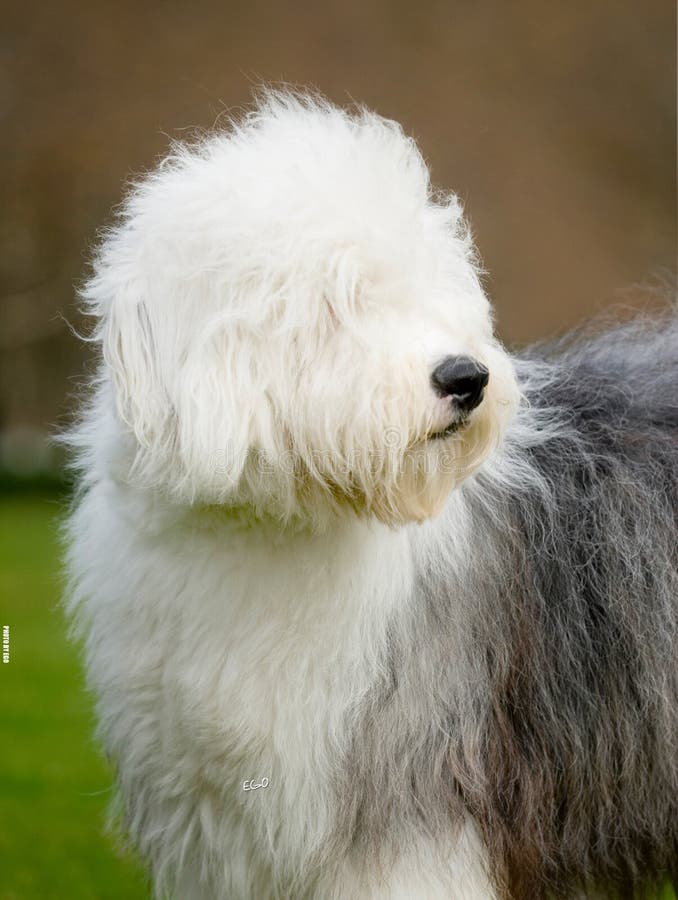 Dog Old English Sheepdog stock image. Image of back, autumn - 7557403