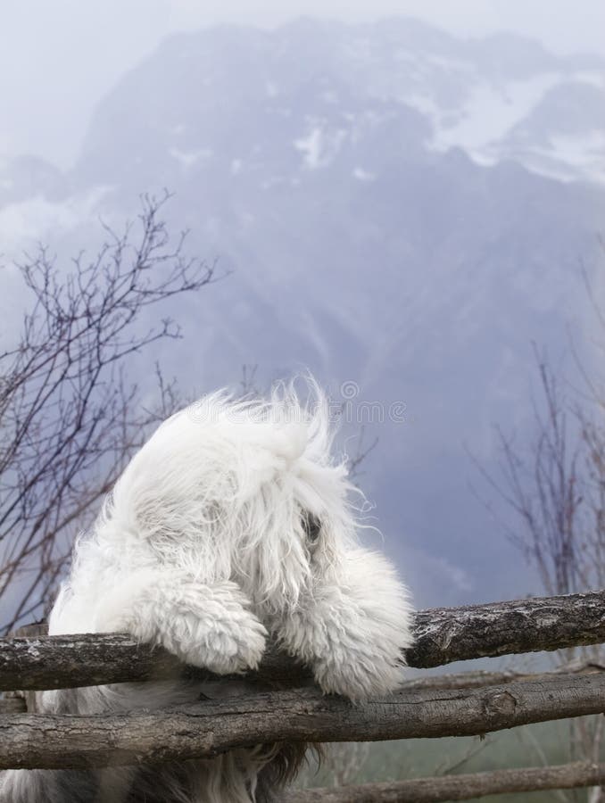 Old English Sheepdog em Foggy Key Lighting · Creative Fabrica