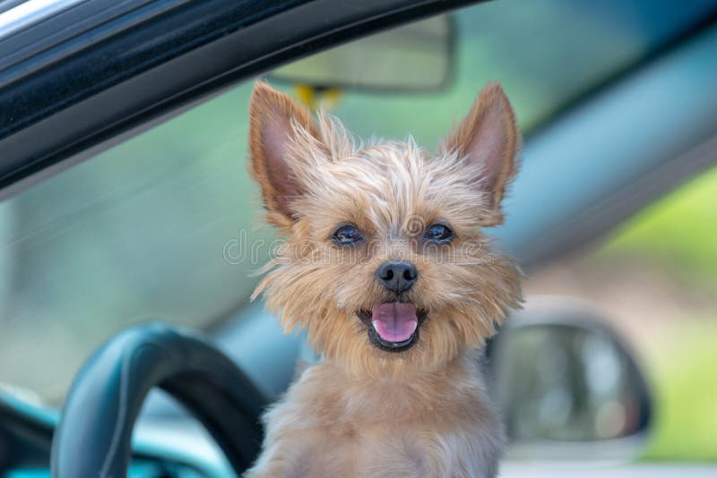 Dog With Open Mouth At A Car Window Stock Image Image of trip, puppy