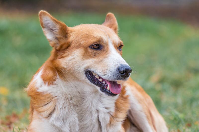 A Dog with Orange and White Wool Sits in a Park on the Grass_ Stock