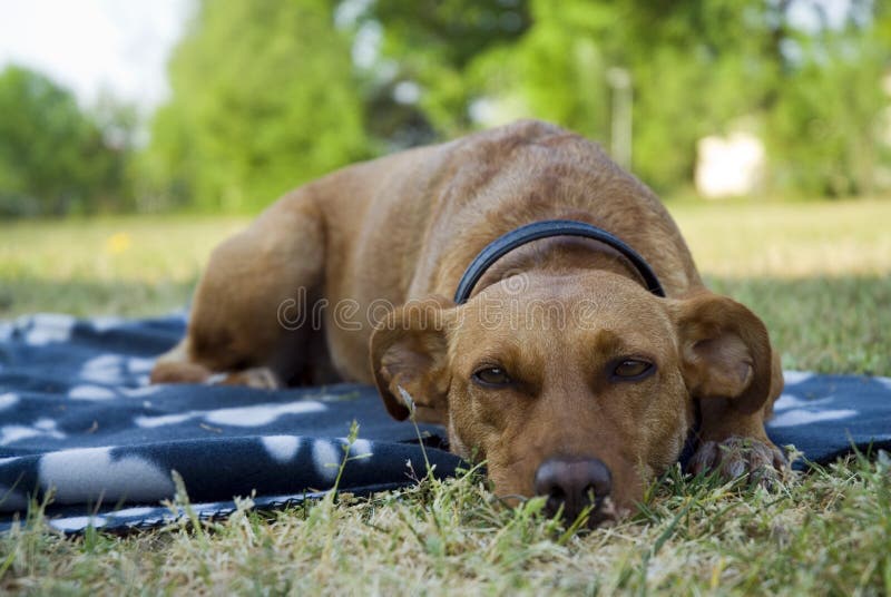 Dog outdoor stock image. Image of brown, breed, grass 2342963