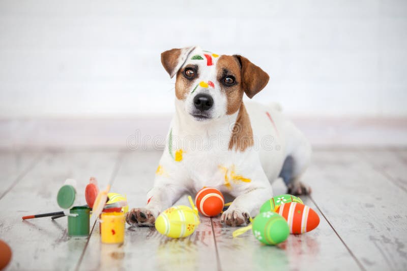 Dog with painted Easter eggs royalty free stock photography Dog with painted Easter eggs royalty free stock photography