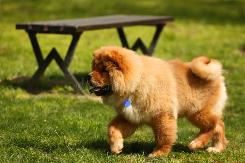 Dog in park