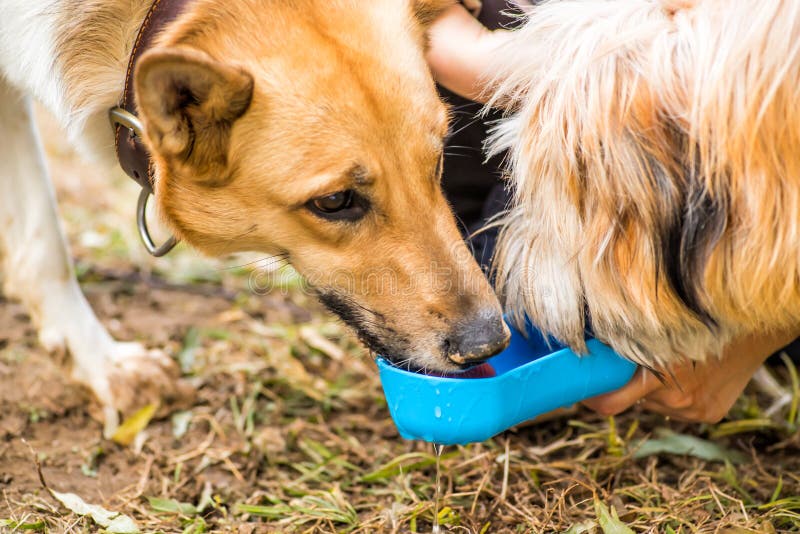 Dog In The Park Drinking From The Drinking Bowl Stock Image Image Of