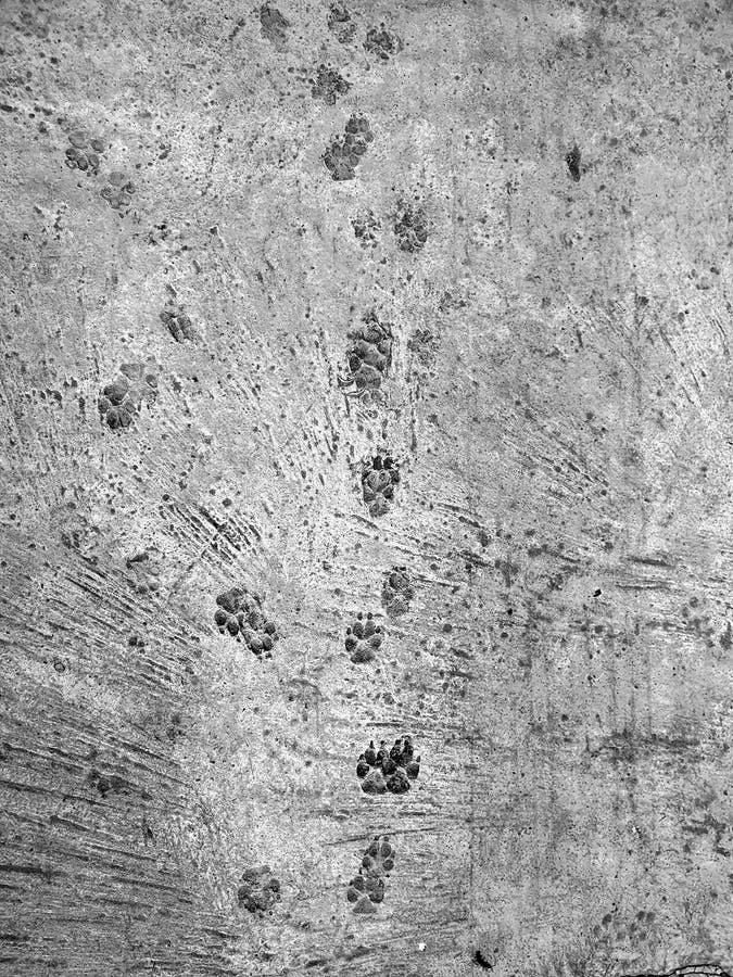 Cat Paw Prints in Concrete stock image. Image of footprints - 27137339