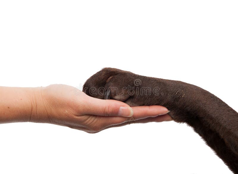 Cane zampa e la mano dell'uomo che fa una stretta di mano su uno sfondo bianco.