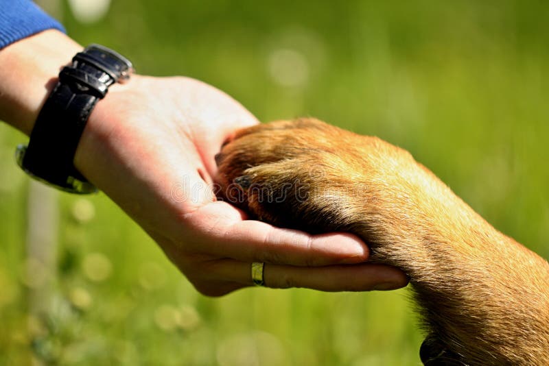 216 Dogs Man Hand Photos Free Royalty-Free Stock Photos from Dreamstime