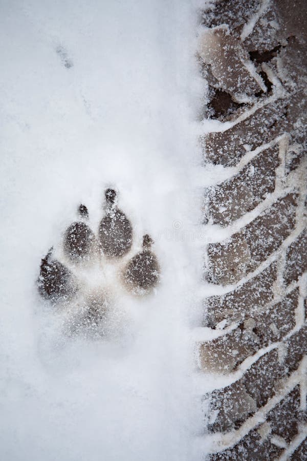 Paw Marks Snow Stock Photos Free & RoyaltyFree Stock Photos from