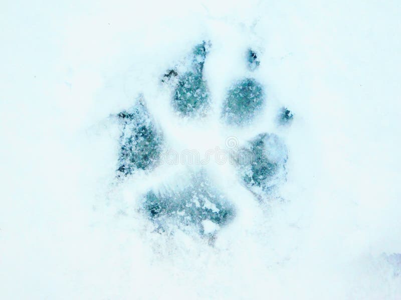 Dog paw in the snow stock image. Image of snow, frost 212692133