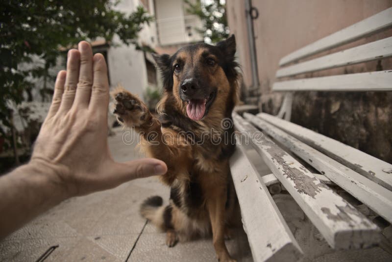 Dog Paws a Human Hand in High Five Stock Image - Image of hands, trick