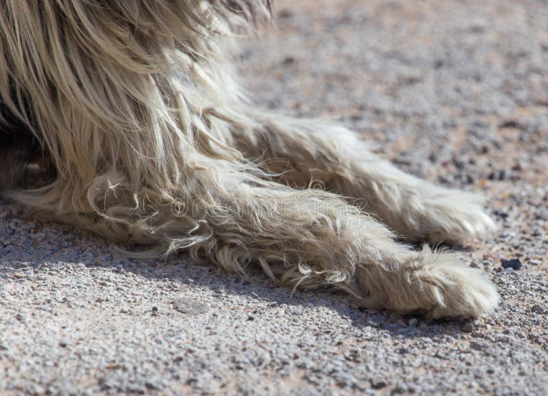 Paws of a dog on asphalt stock image. Image of animal 115669591