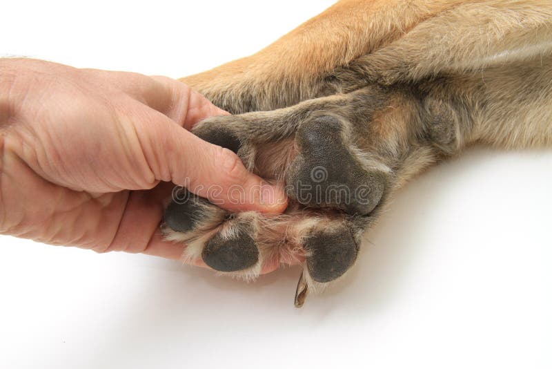 Dog paws on white background