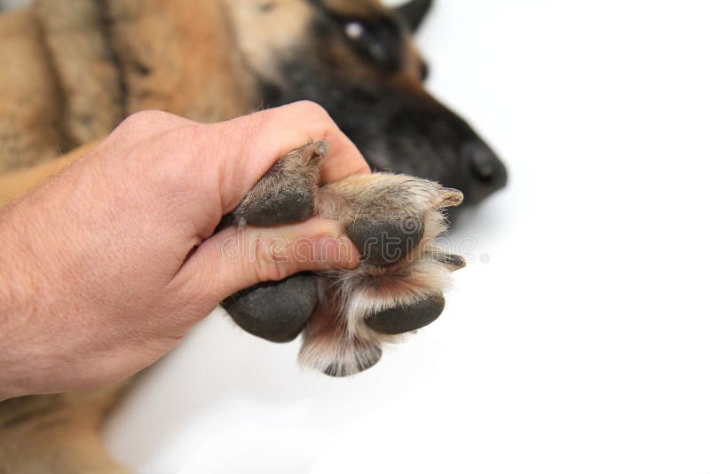 Dog Paws On White Background Stock Image Image of shepherd, clinic
