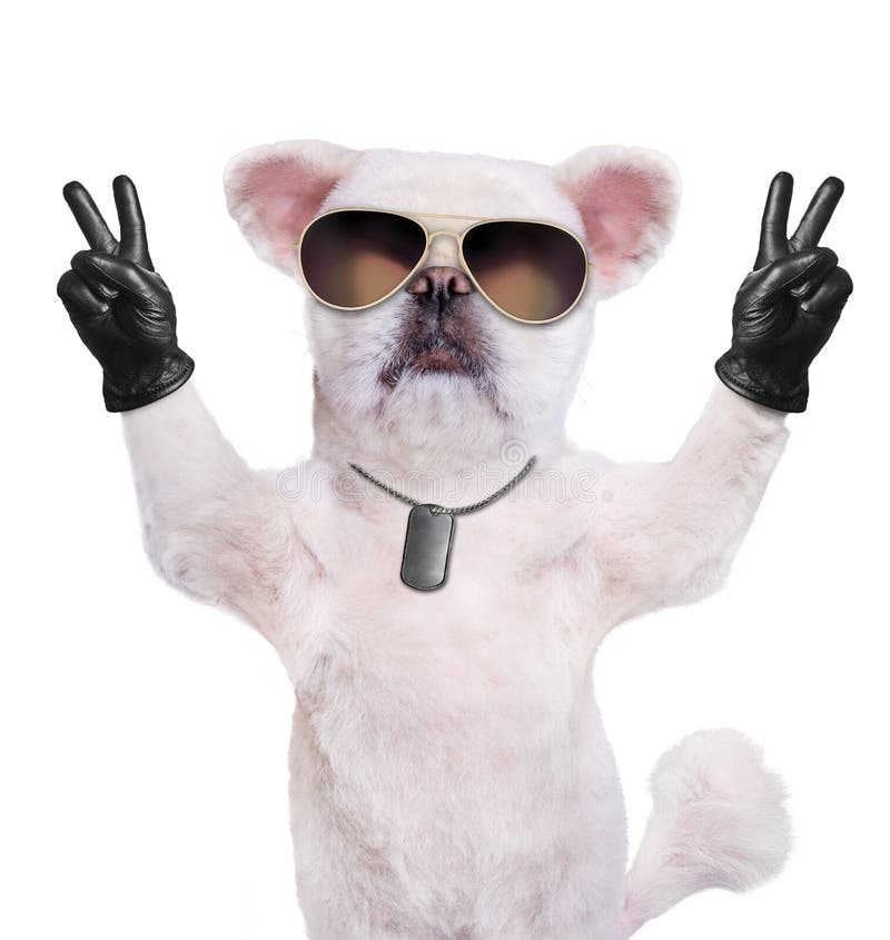 Dog With Peace Fingers In Black Leather. Stock Image - Image of funny