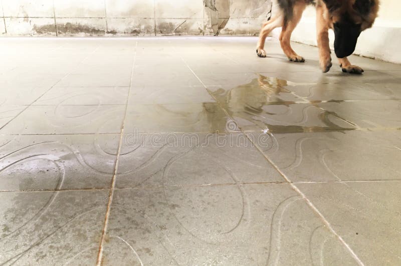 Dog Pee on Floor in Backyard Stock Photo - Image of nature, outdoor: 197249588 Dog Pee On Floor In Backyard Stock Photo - Image Of Nature, Outdoor: 197249588