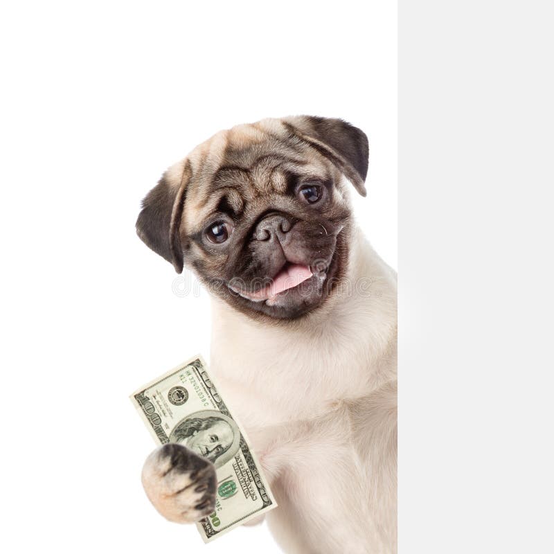 Собака с деньгами. Пес с деньгами. Щенок дайте денег. Мышь камин деньги собака очки. Money pet