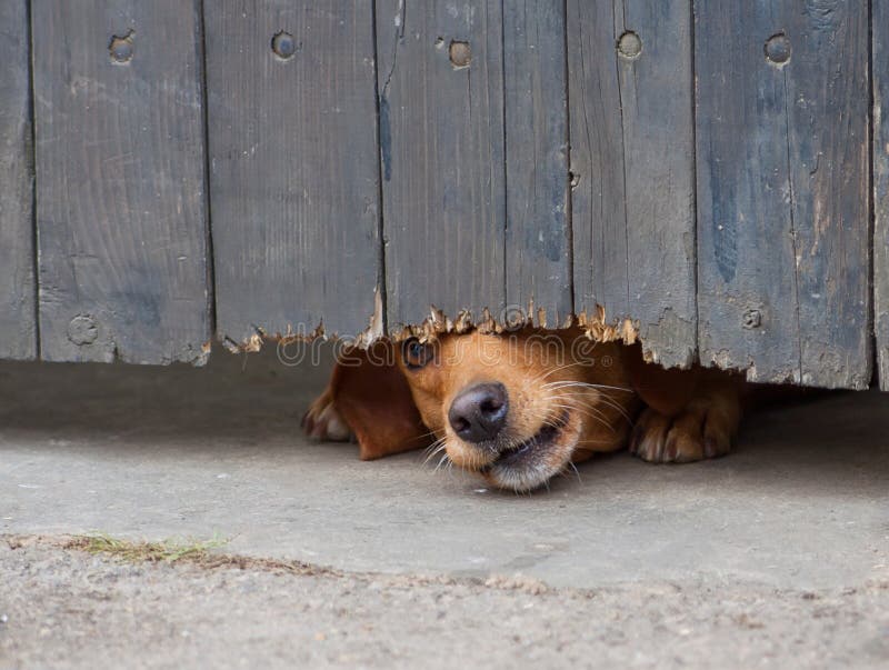 Dog peeking through fence stock image. Image of yard 39046467