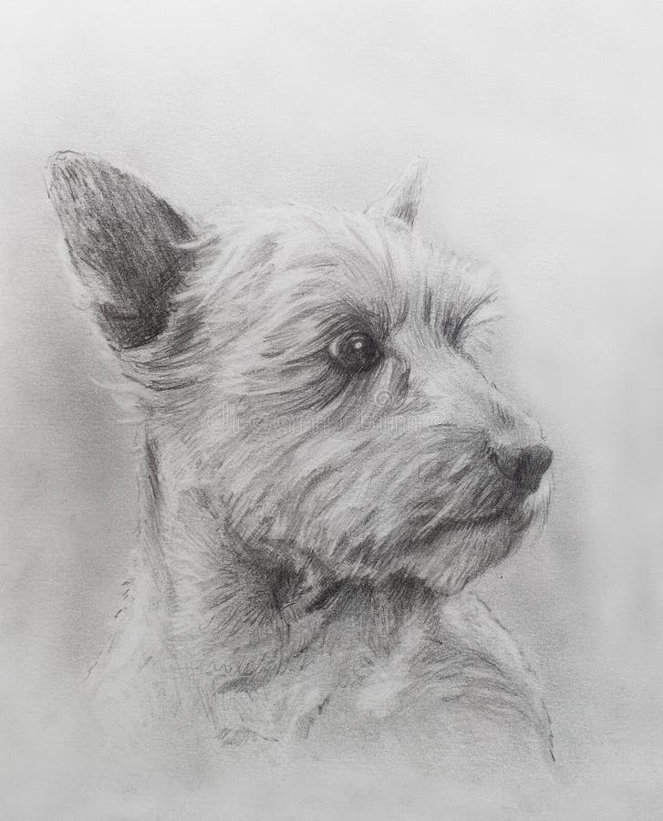 Dog Pencil Drawing on Old Paper, Vintage Paper. Dog Portrait. Stock ...