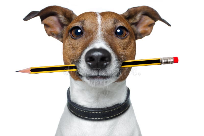 Dog with pencil and eraser stock photos
