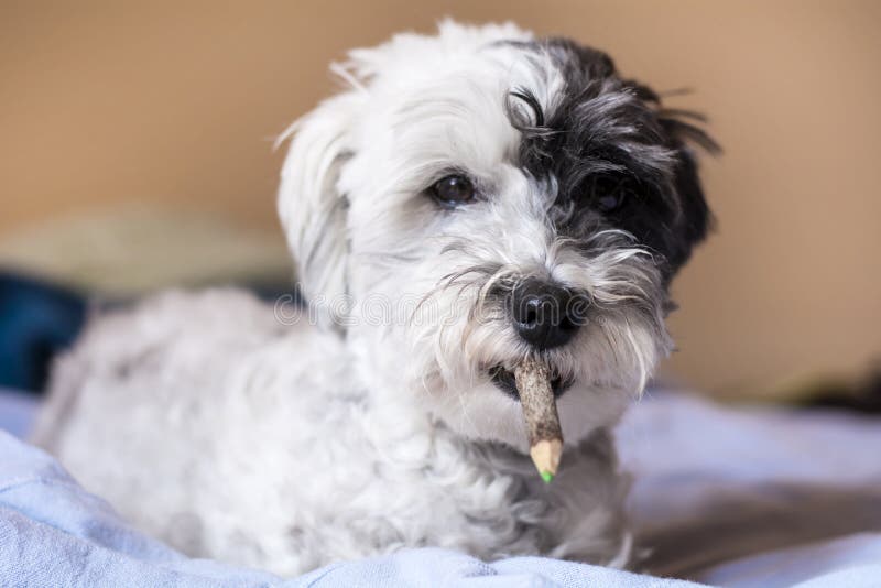 Dog with Pencil in the Mouth Stock Photo - Image of camera, animals