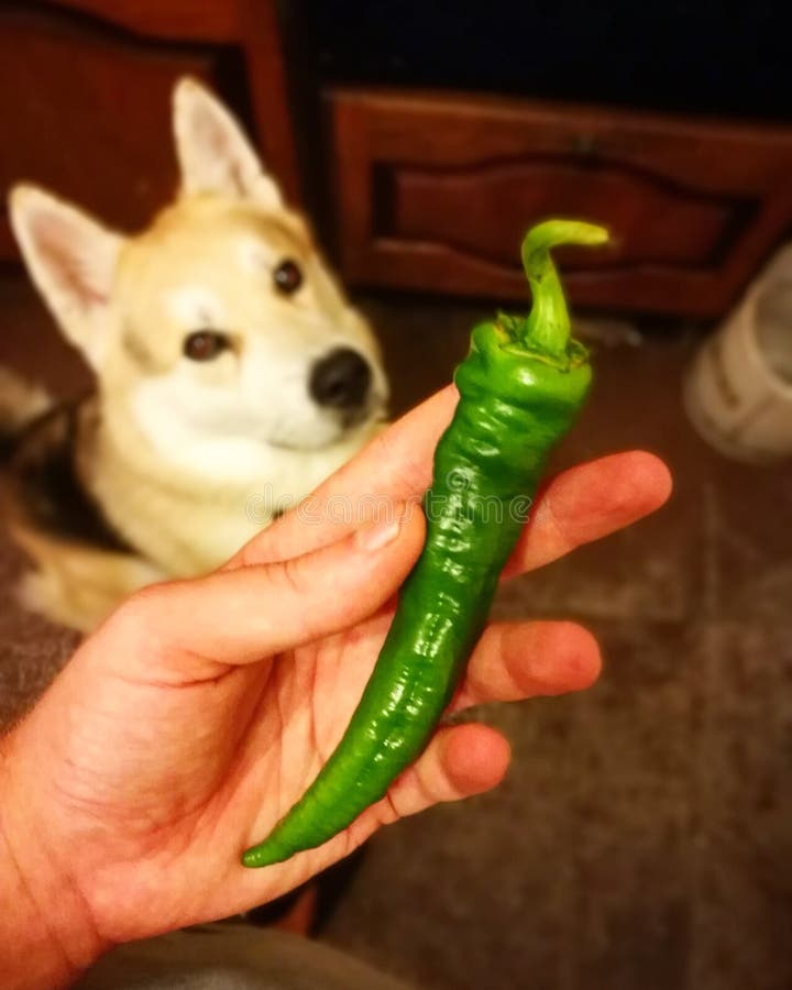 Dog and pepper stock photo. Image of pepper, capsicum 99854860