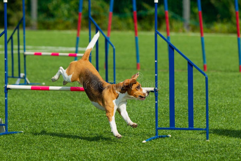 Beagle Dog Jumping Over Obstacles. Summer Day Stock Image Image of
