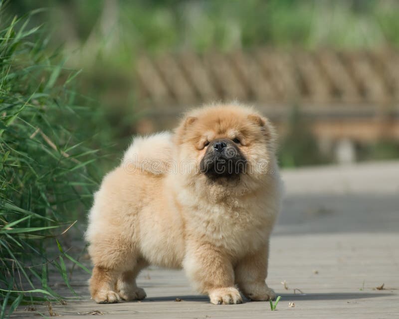 Dog pet chow chow