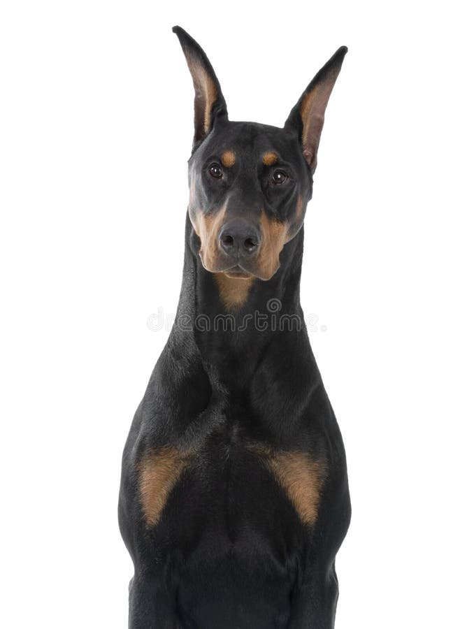 Dog pet Doberman Pinscher