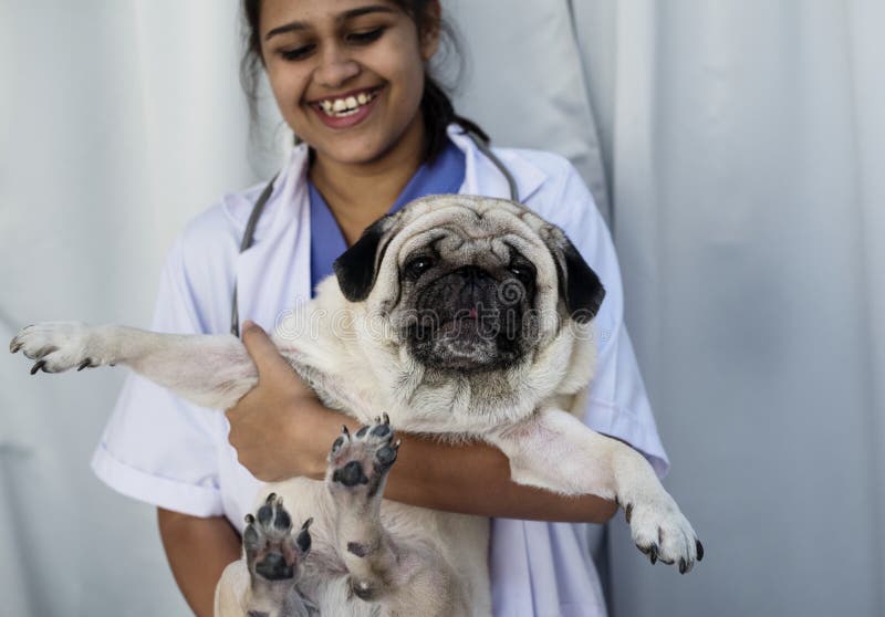 Dog at Pet Hospital Concept Stock Photo Image of healthcare