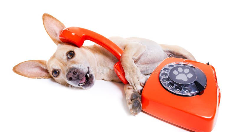 dog on phone images