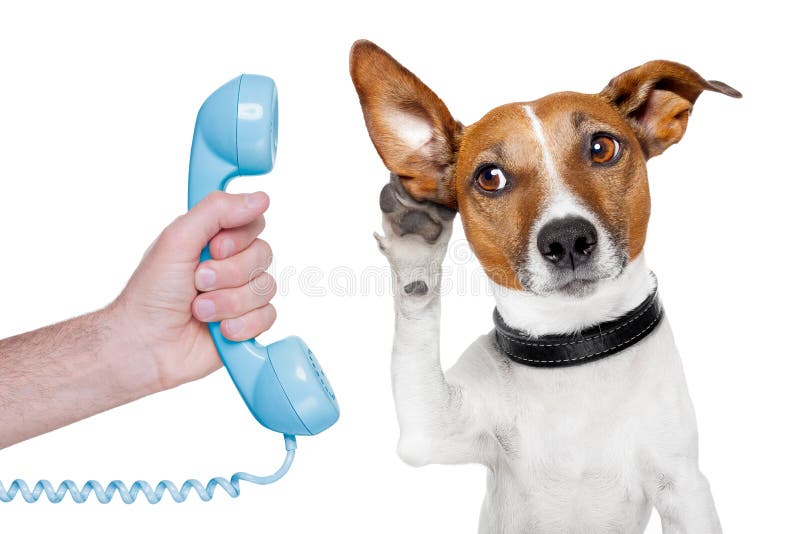 El perro sobre el teléfono masculino mano escuchando con cuidado.