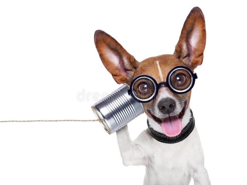 Dog on the phone stock images